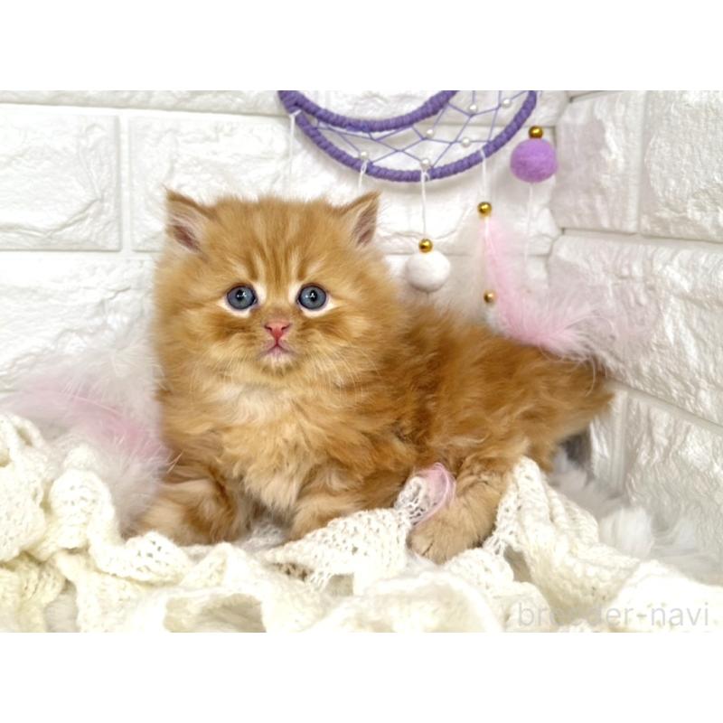 販売中の埼玉県のミヌエット-133315の3枚目