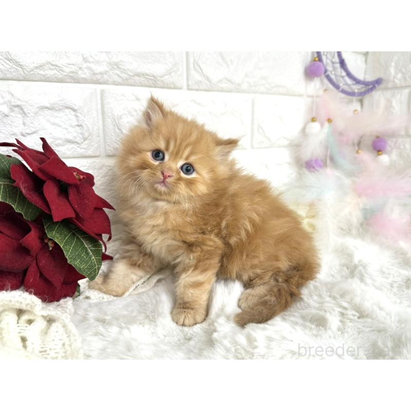 販売中の埼玉県のミヌエット-133315の2枚目