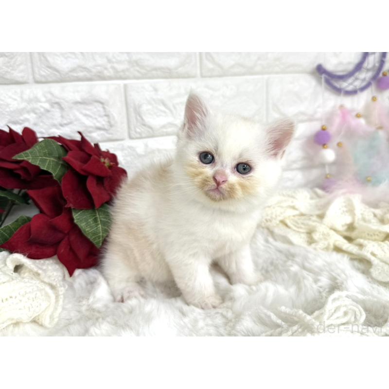 販売中の埼玉県のミヌエット-133317