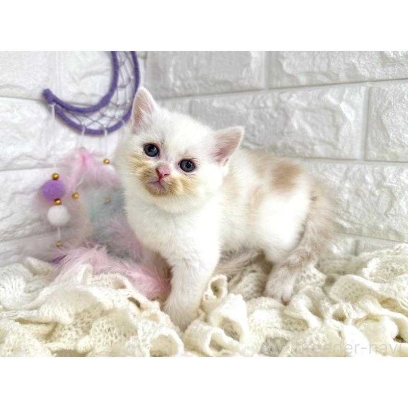 販売中の埼玉県のミヌエット-133317の6枚目