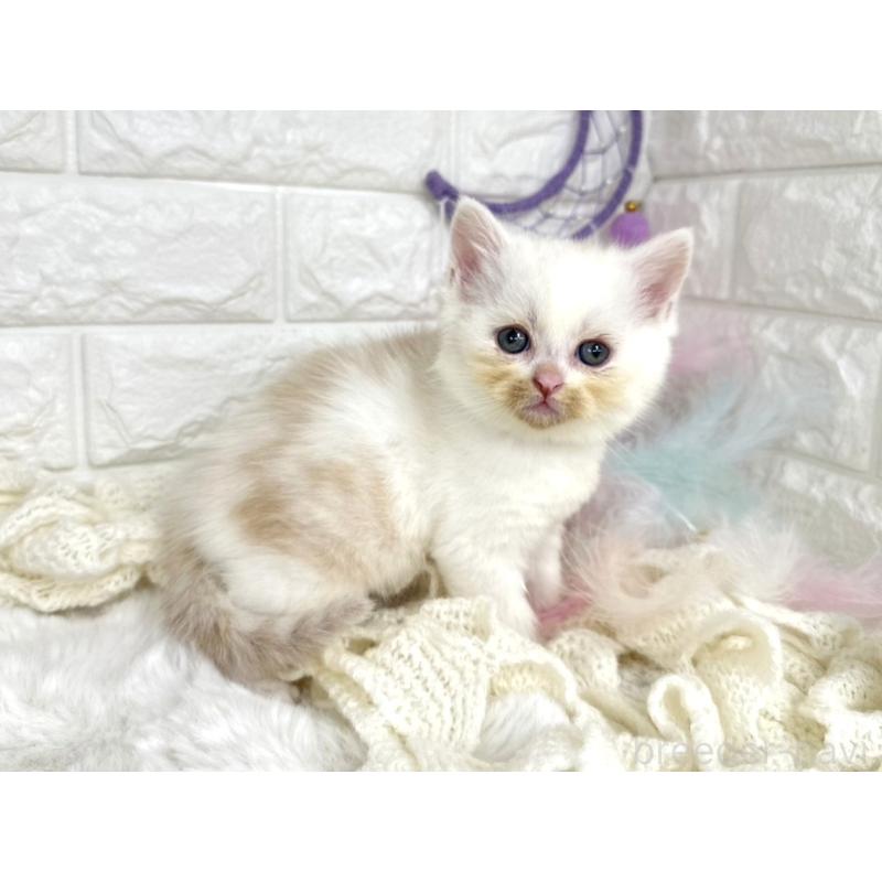 販売中の埼玉県のミヌエット-133317の5枚目