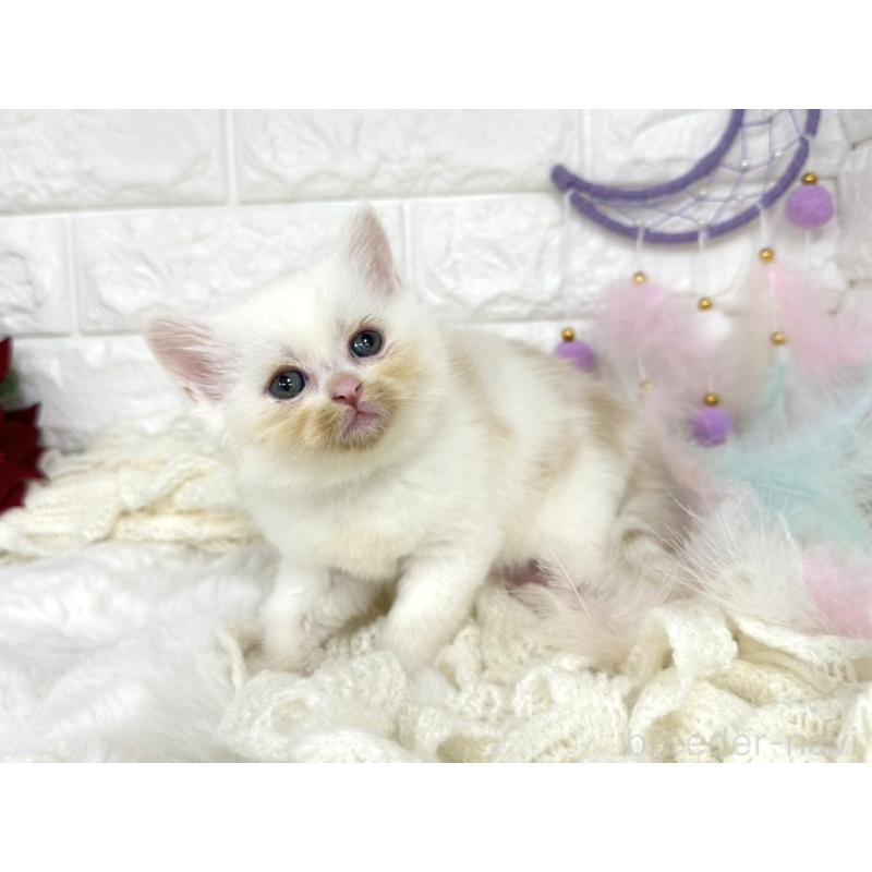 販売中の埼玉県のミヌエット-133317の4枚目