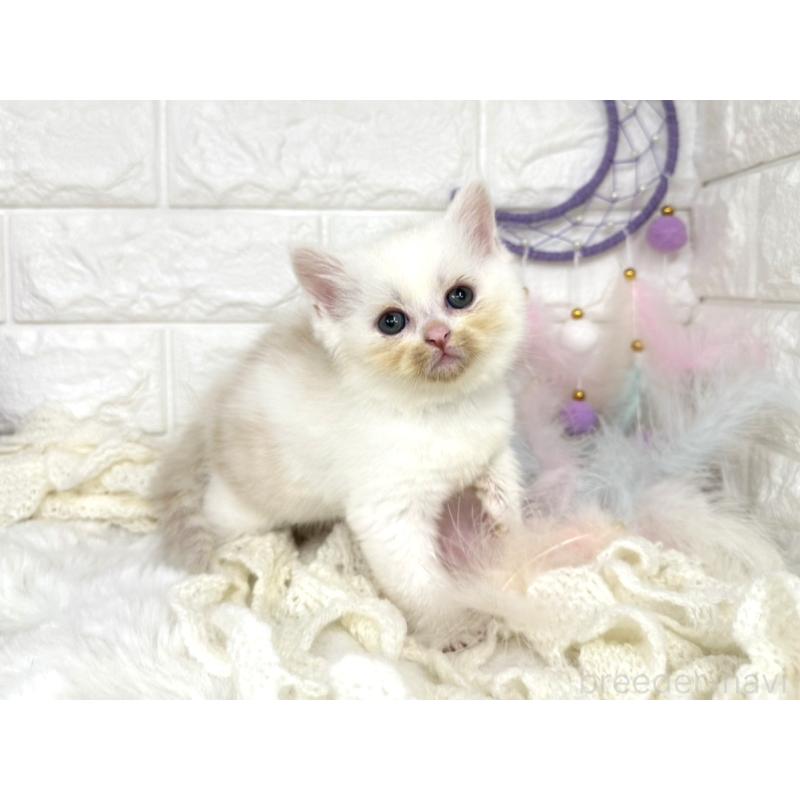 販売中の埼玉県のミヌエット-133317の3枚目