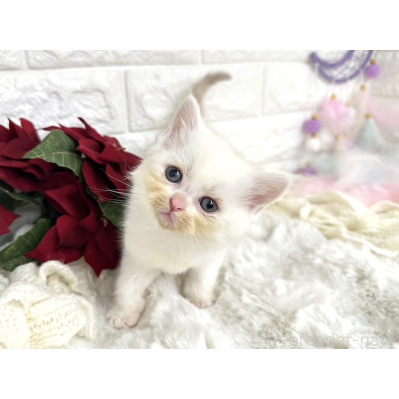 販売中の埼玉県のミヌエット-133317の2枚目