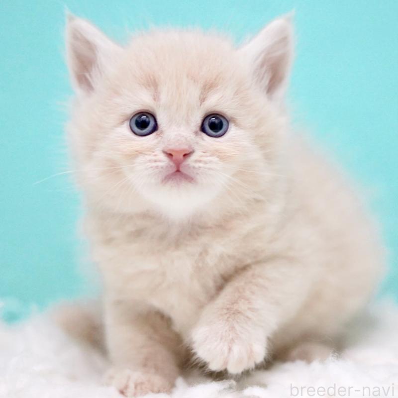 販売中の東京都のサイベリアン-133318