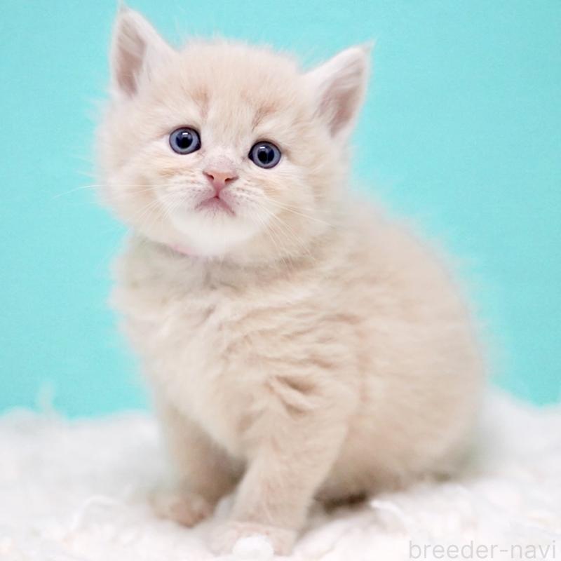 販売中の東京都のサイベリアン-133318の15枚目