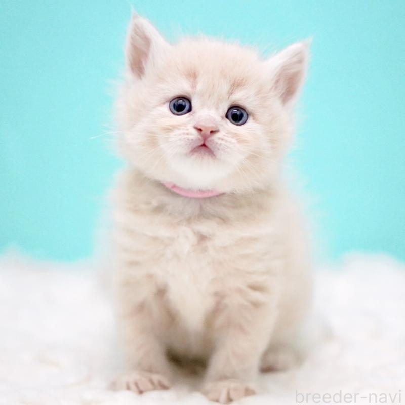 販売中の東京都のサイベリアン-133318の14枚目