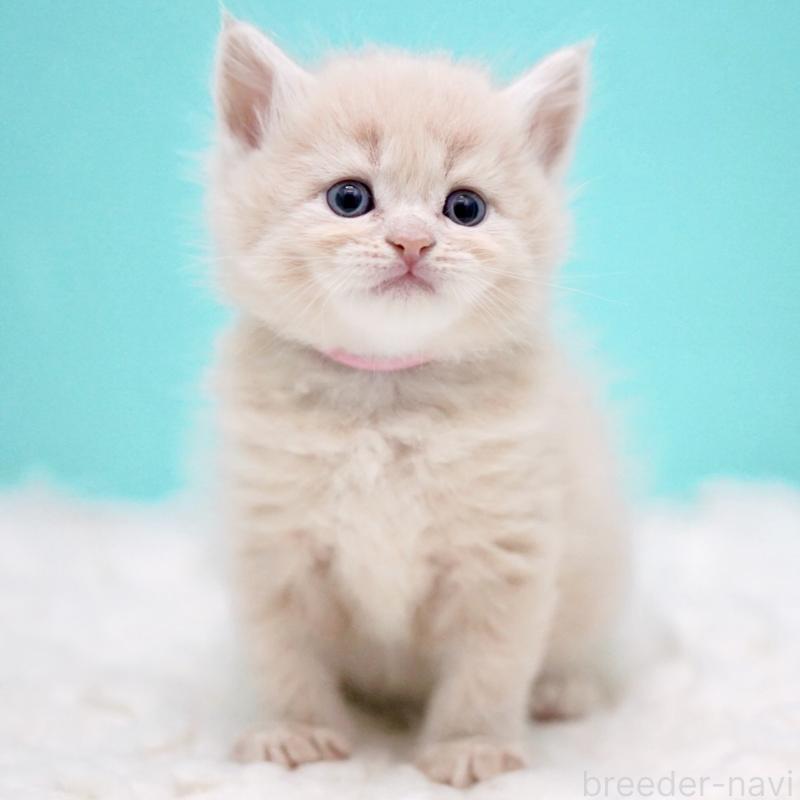 販売中の東京都のサイベリアン-133318の13枚目