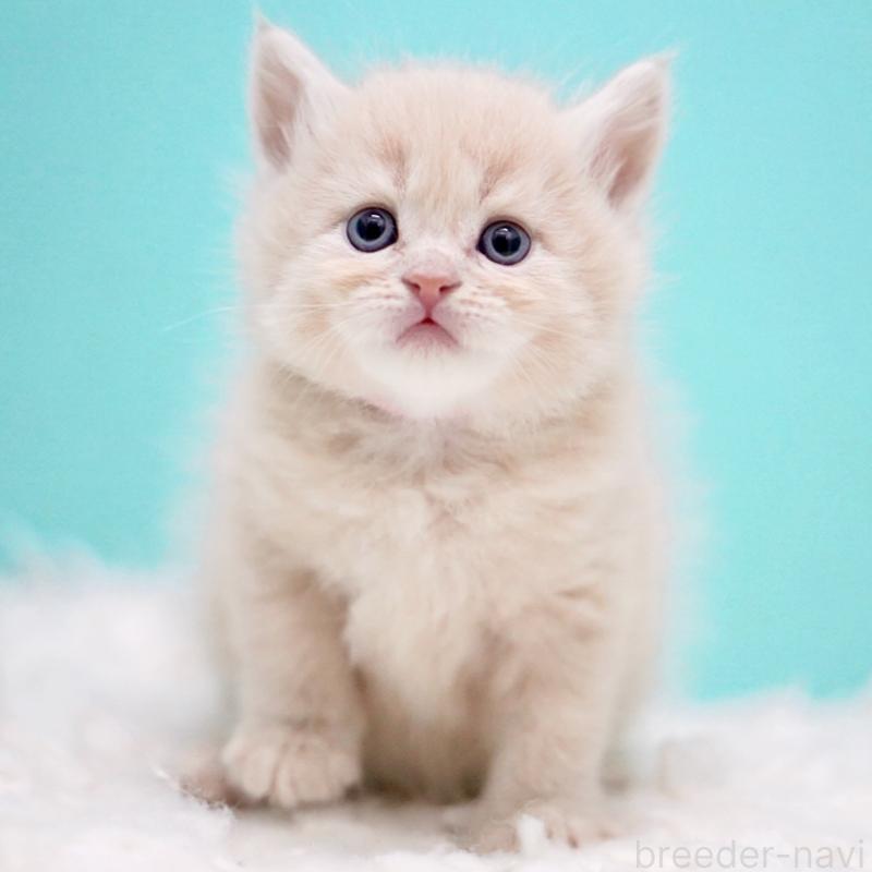 販売中の東京都のサイベリアン-133318の12枚目