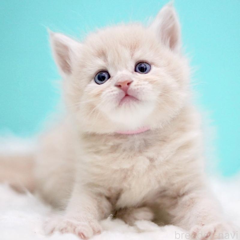 販売中の東京都のサイベリアン-133318の11枚目