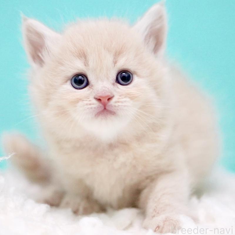 販売中の東京都のサイベリアン-133318の10枚目