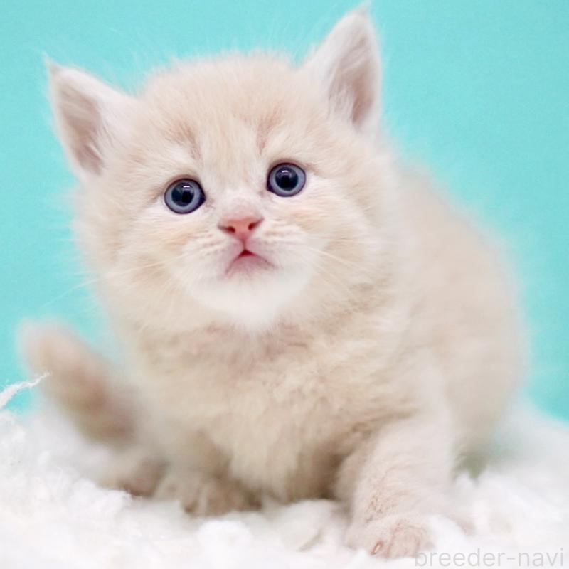 販売中の東京都のサイベリアン-133318の9枚目