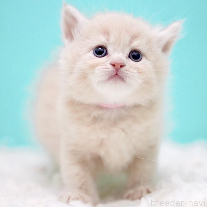 販売中の東京都のサイベリアン-133318の8枚目