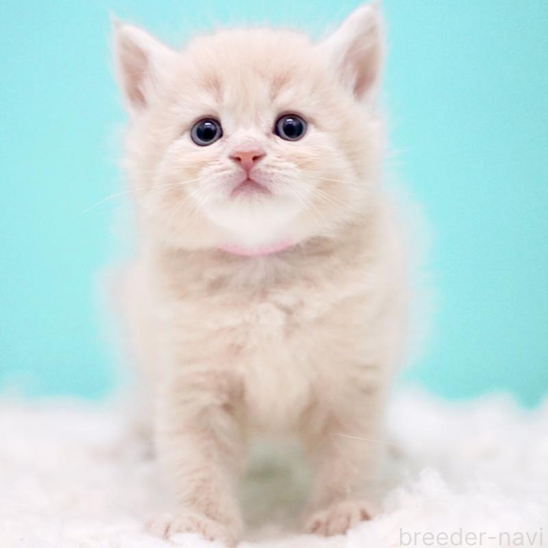 販売中の東京都のサイベリアン-133318の7枚目