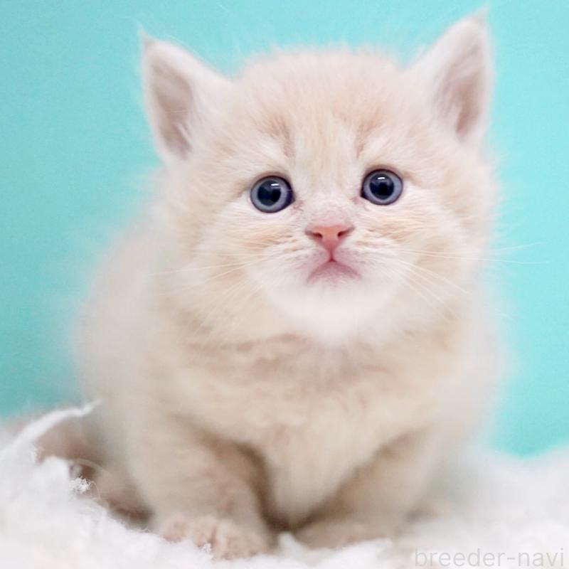 販売中の東京都のサイベリアン-133318の6枚目