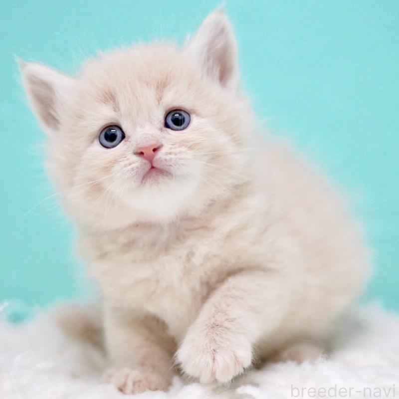 販売中の東京都のサイベリアン-133318の5枚目