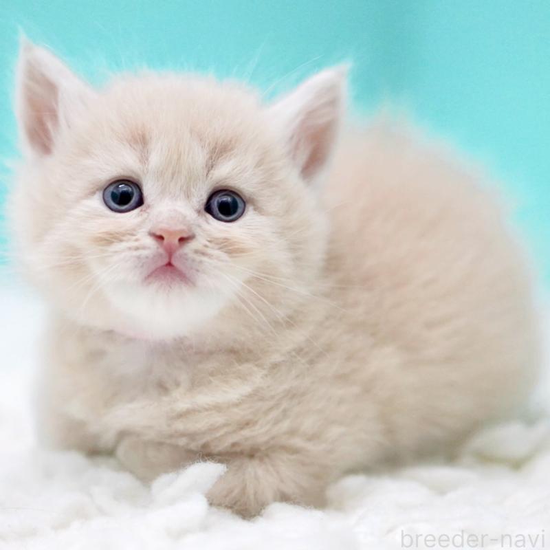 販売中の東京都のサイベリアン-133318の4枚目