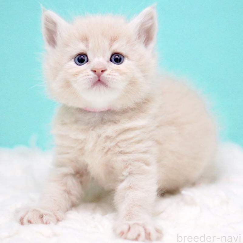 販売中の東京都のサイベリアン-133318の3枚目