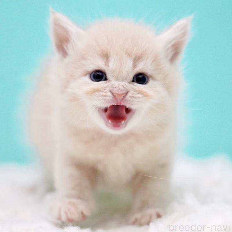 販売中の東京都のサイベリアン-133318の2枚目