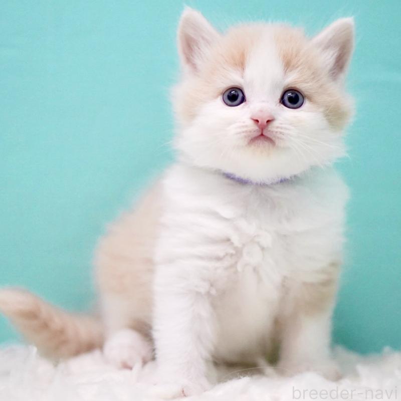 販売中の東京都のサイベリアン-133319