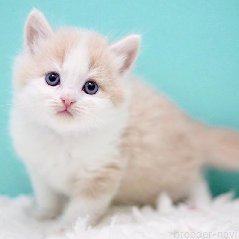 販売中の東京都のサイベリアン-133319の15枚目