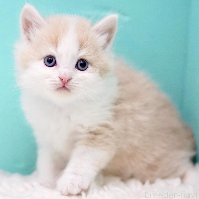 販売中の東京都のサイベリアン-133319の14枚目