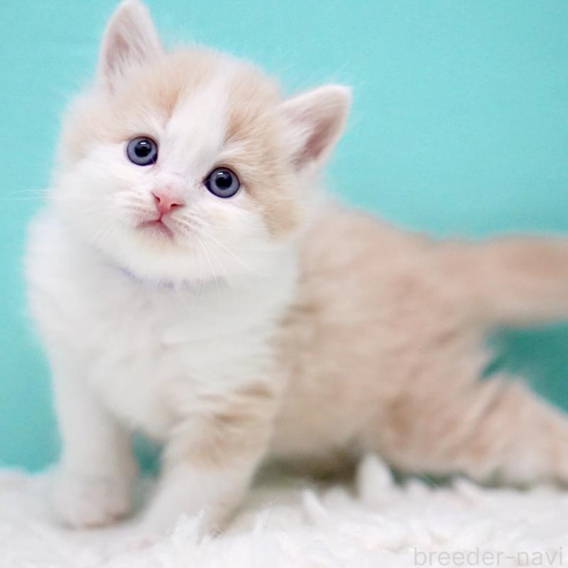 販売中の東京都のサイベリアン-133319の13枚目