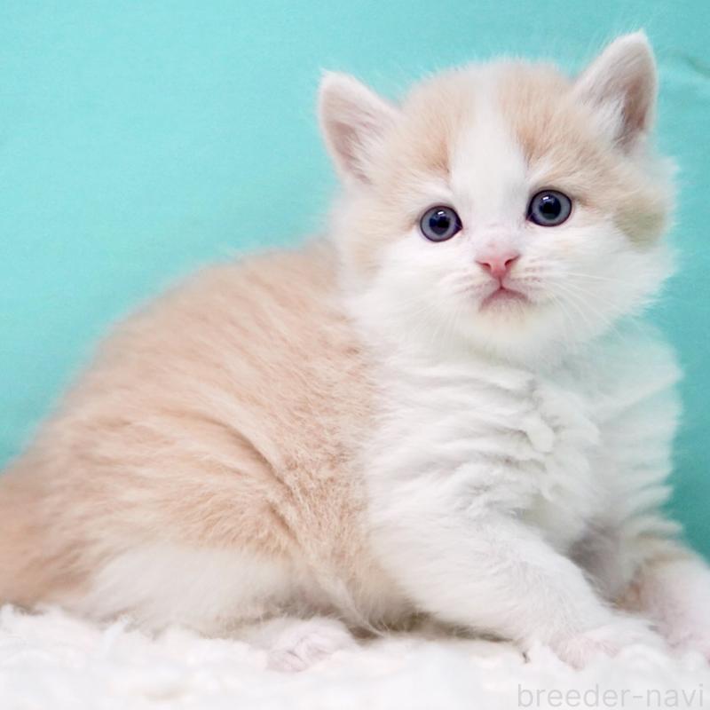 販売中の東京都のサイベリアン-133319の12枚目