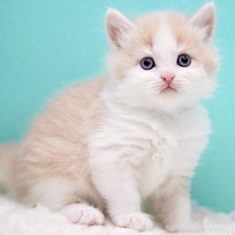 販売中の東京都のサイベリアン-133319の11枚目