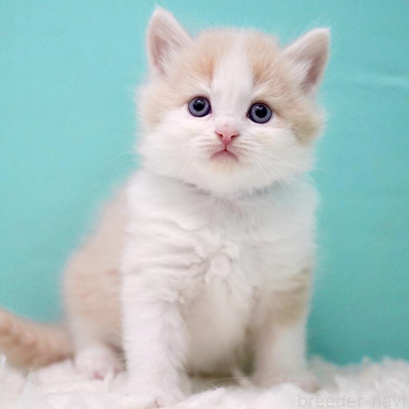 販売中の東京都のサイベリアン-133319の10枚目