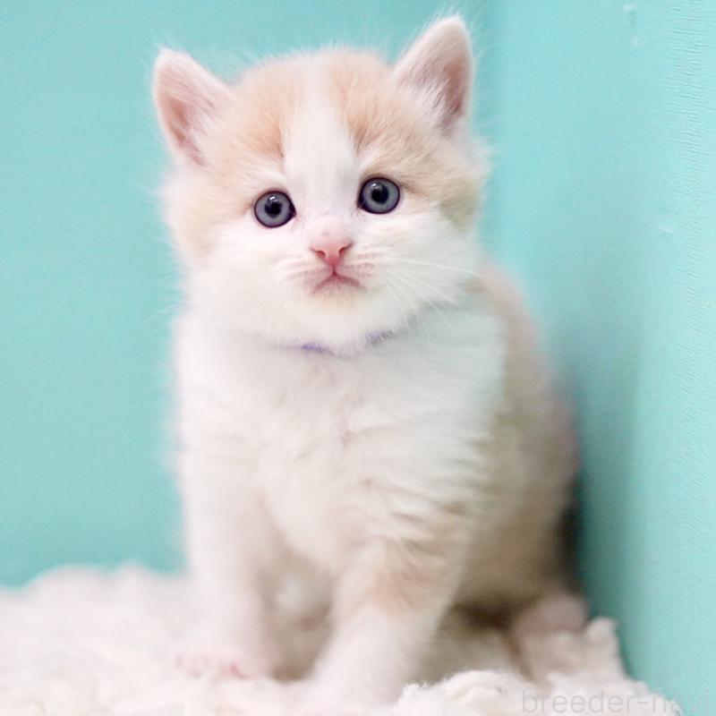 販売中の東京都のサイベリアン-133319の9枚目