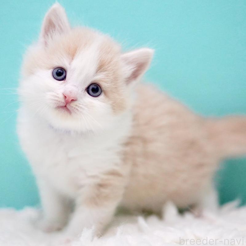 販売中の東京都のサイベリアン-133319の8枚目