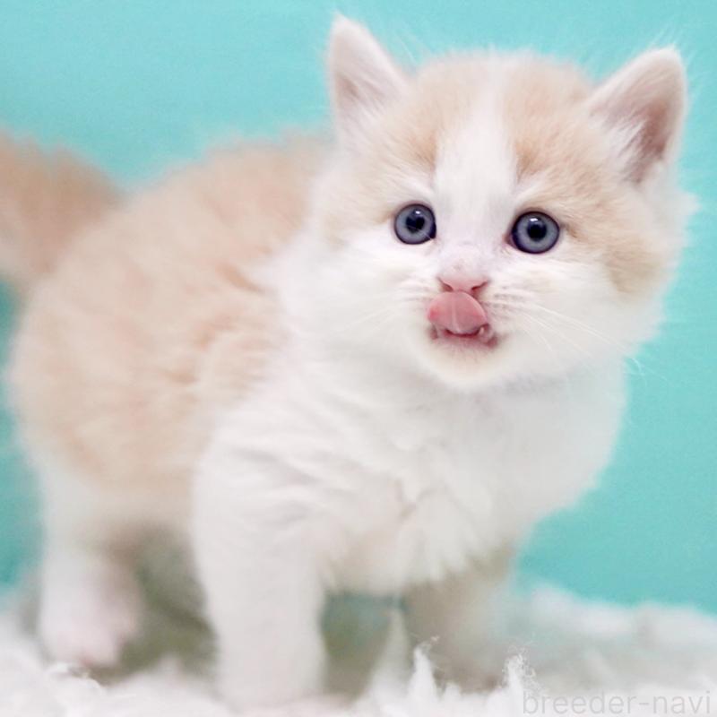 販売中の東京都のサイベリアン-133319の7枚目