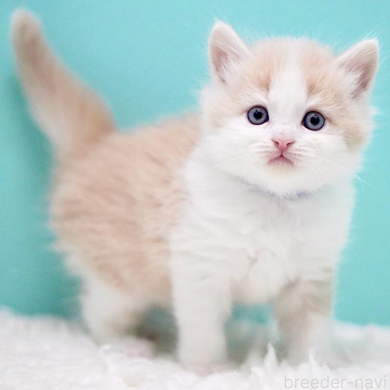 販売中の東京都のサイベリアン-133319の6枚目