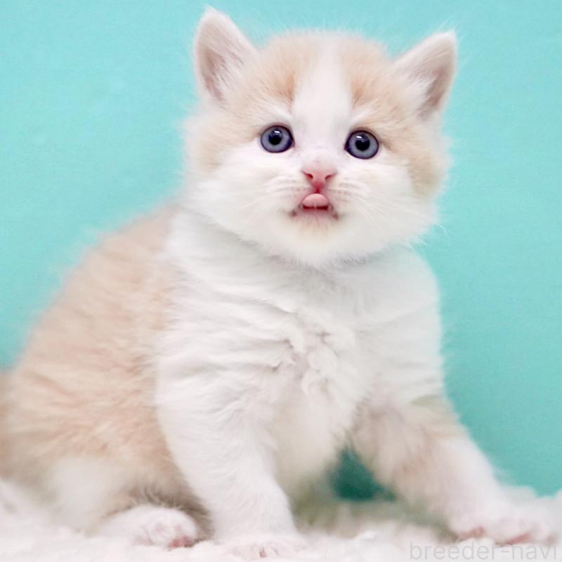 販売中の東京都のサイベリアン-133319の5枚目