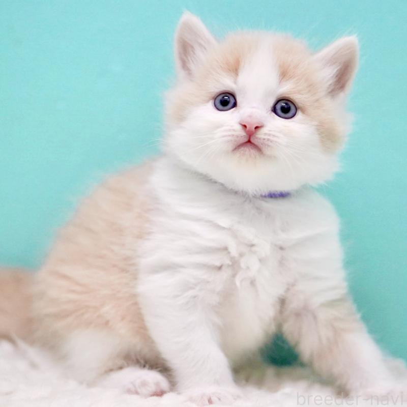 販売中の東京都のサイベリアン-133319の4枚目