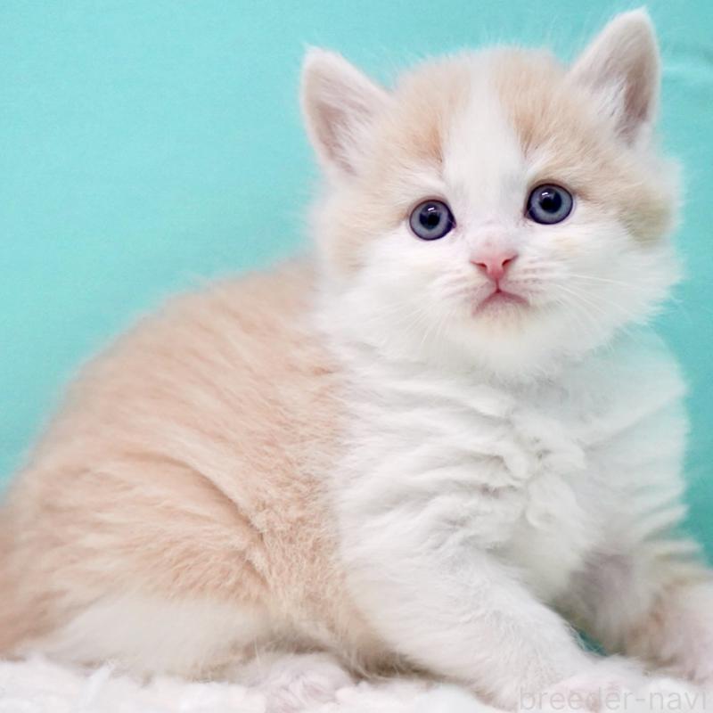 販売中の東京都のサイベリアン-133319の3枚目