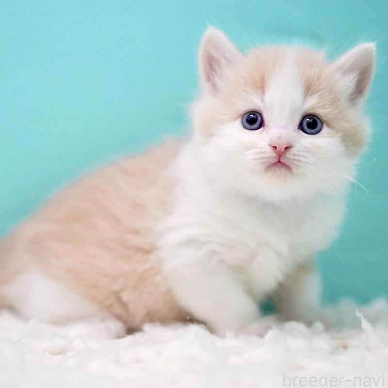 販売中の東京都のサイベリアン-133319の2枚目