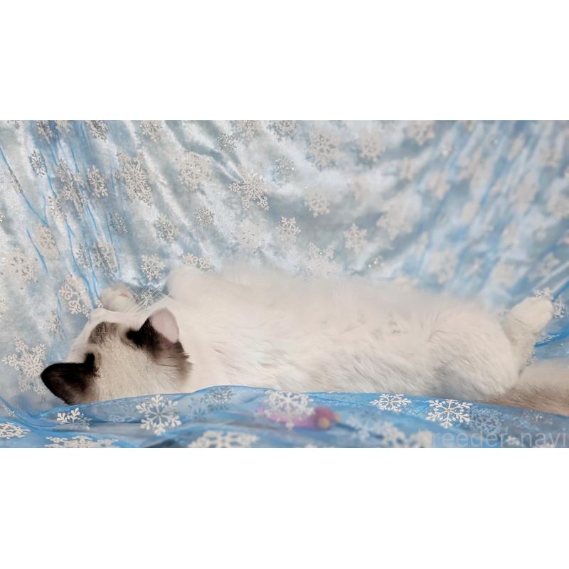 販売中の宮城県のラグドール-121123の3枚目