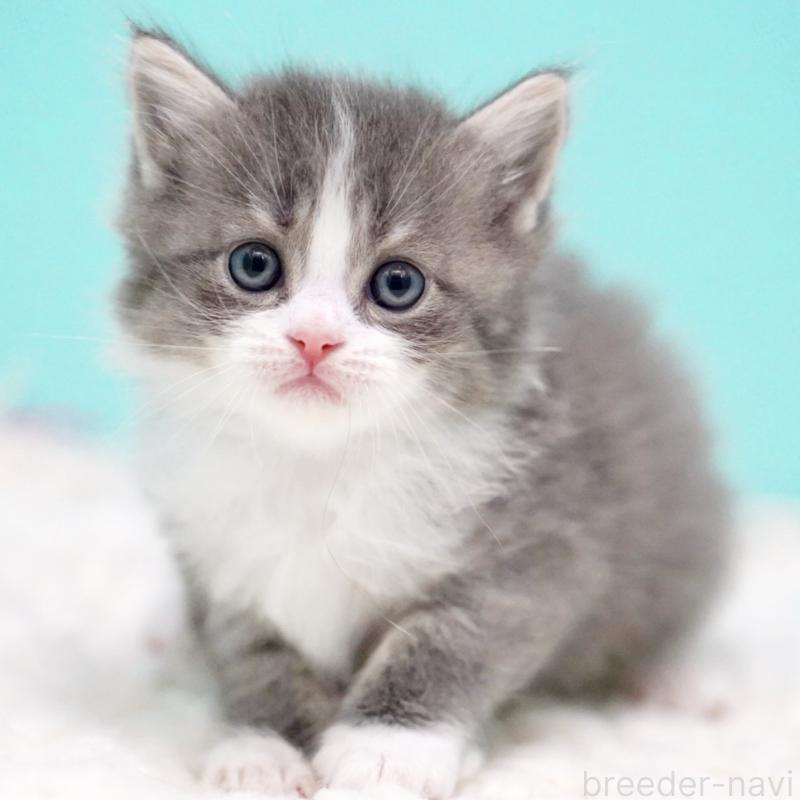 販売中の東京都のサイベリアン-133320