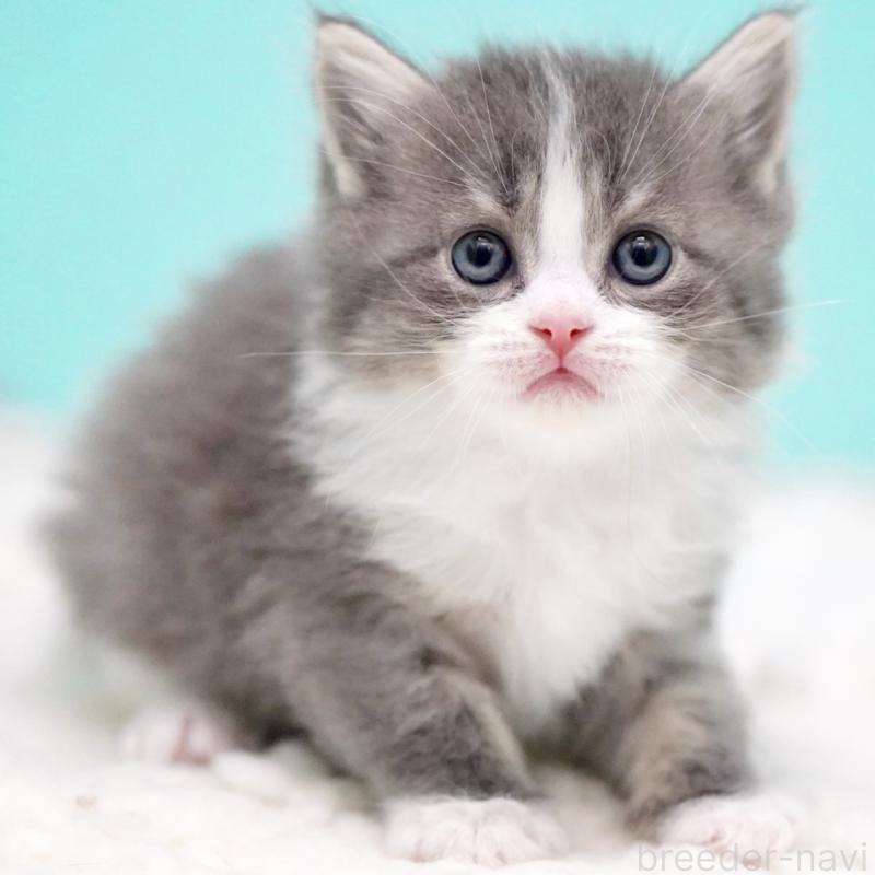 販売中の東京都のサイベリアン-133320の15枚目