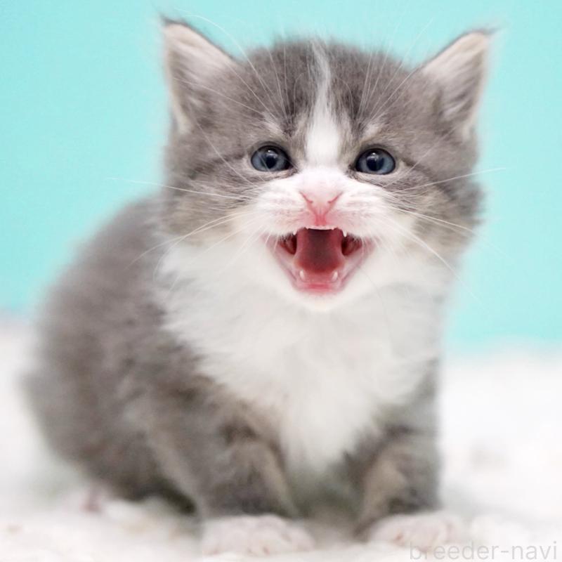 販売中の東京都のサイベリアン-133320の14枚目