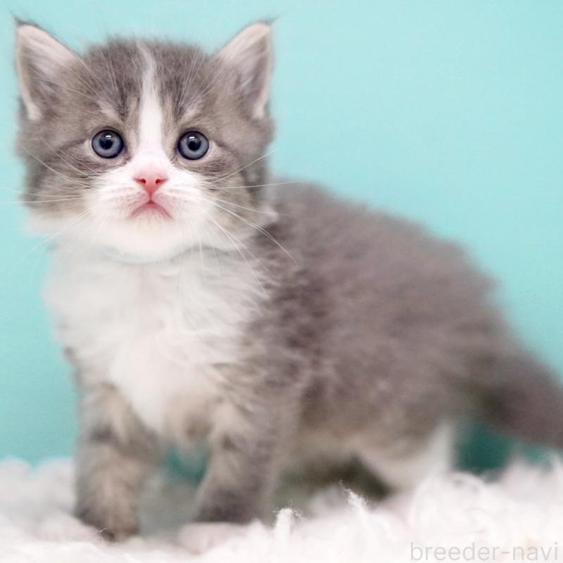 販売中の東京都のサイベリアン-133320の13枚目