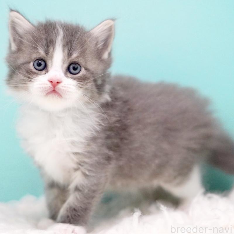 販売中の東京都のサイベリアン-133320の12枚目