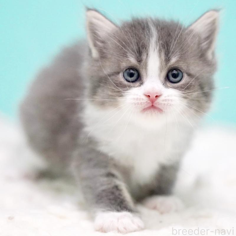 販売中の東京都のサイベリアン-133320の11枚目