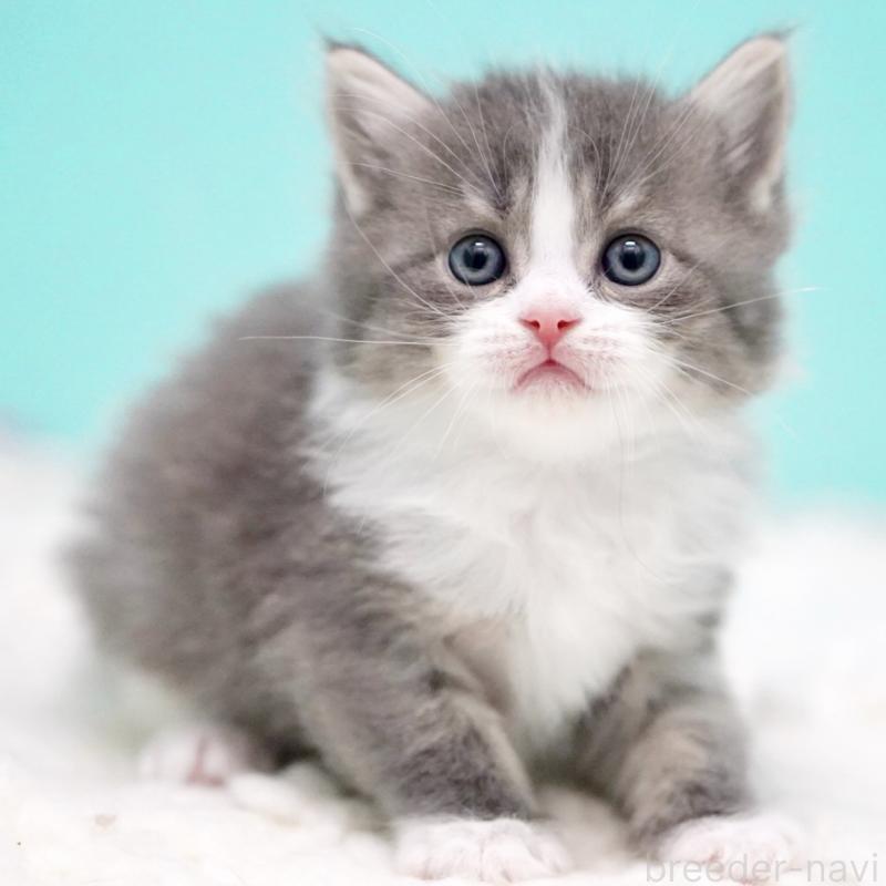 販売中の東京都のサイベリアン-133320の10枚目