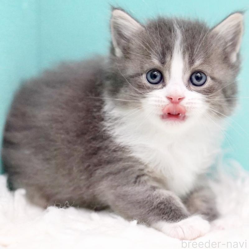 販売中の東京都のサイベリアン-133320の8枚目