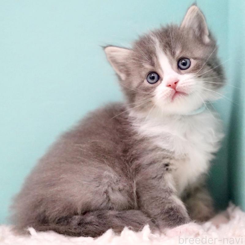 販売中の東京都のサイベリアン-133320の7枚目