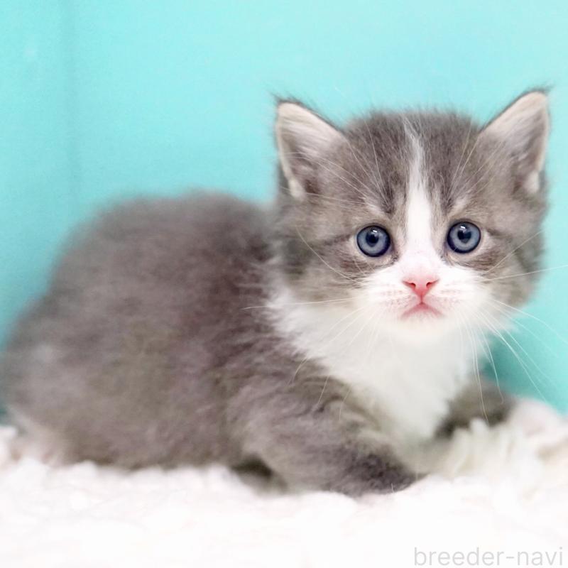 販売中の東京都のサイベリアン-133320の6枚目