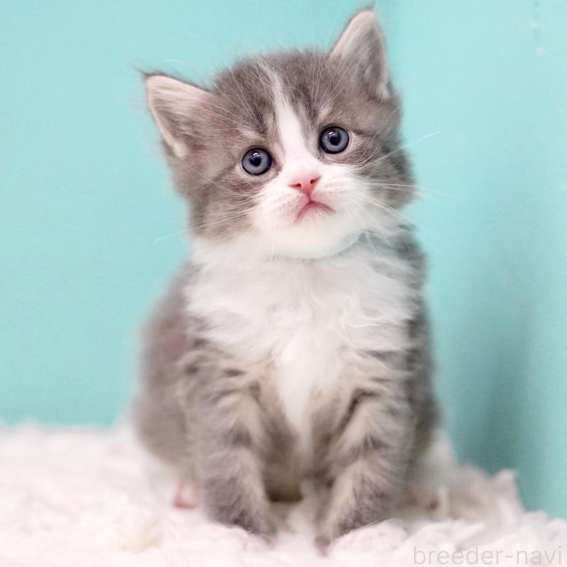 販売中の東京都のサイベリアン-133320の4枚目